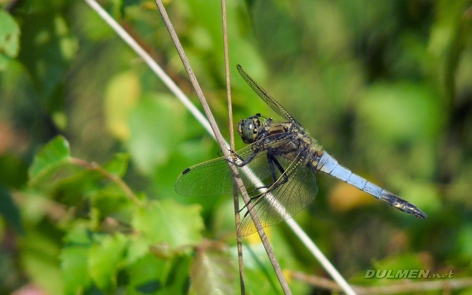 Black-tailed Skimmer (Male, Orthetrum cancellatum)